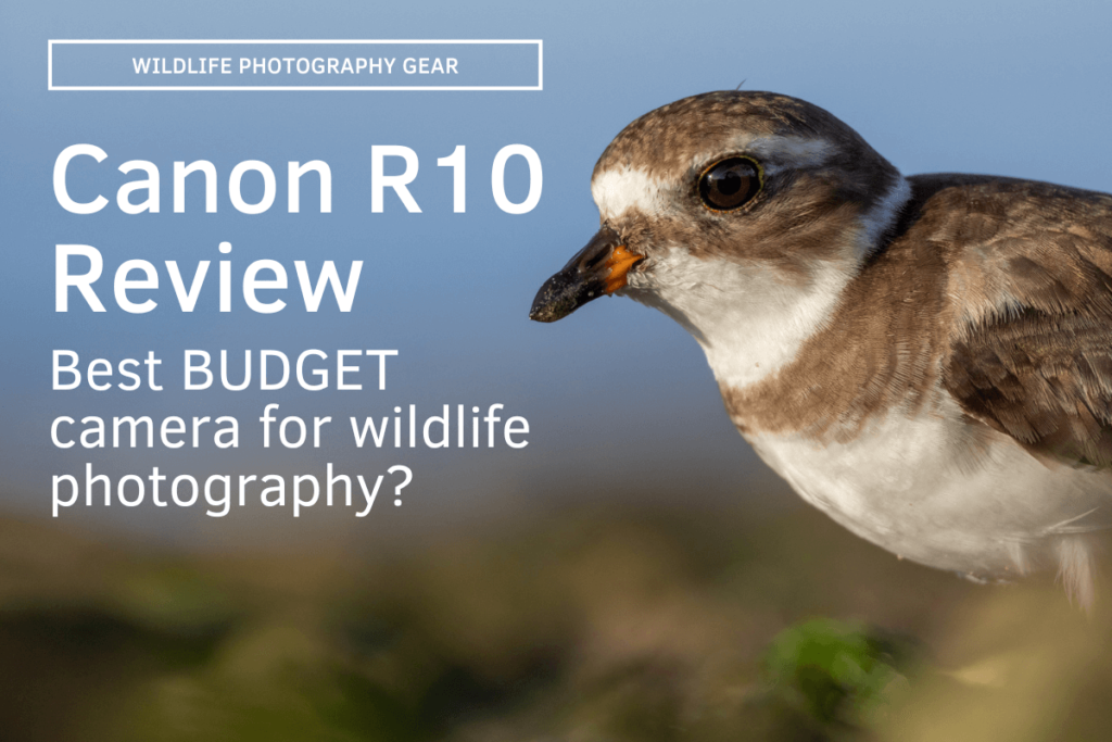 Top Choices: Best Mirrorless Cameras for Wildlife Photography for Beginners 2025