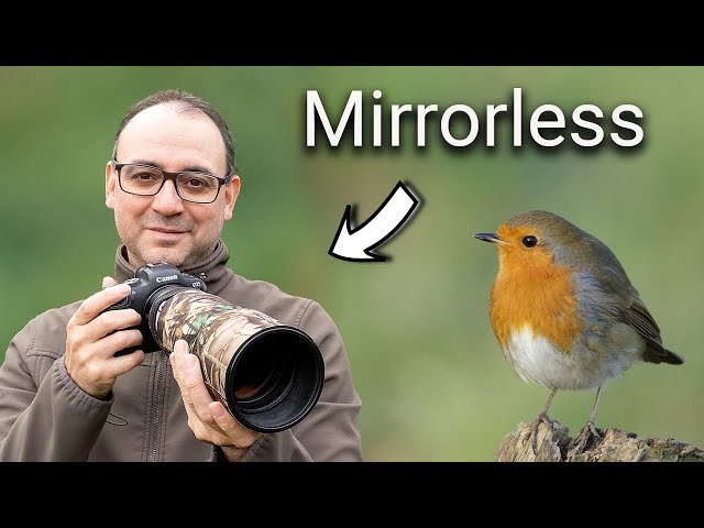 Best Mirrorless Cameras for Wildlife Photography for Beginners 2025